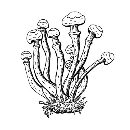 Graphic vintage doodle illustration with autumn forest mushrooms.のイラスト素材