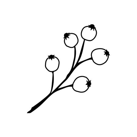 Hand drawn vintage branch with leaves and berry on a white background.のイラスト素材