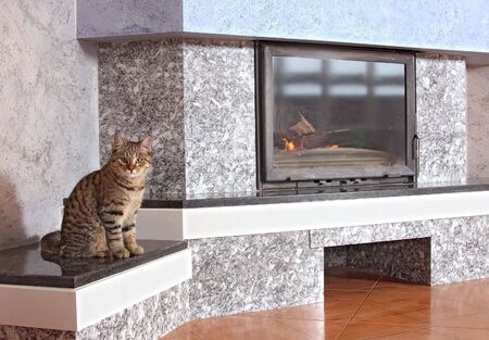 Thick striped cat about a fireplaceの写真素材