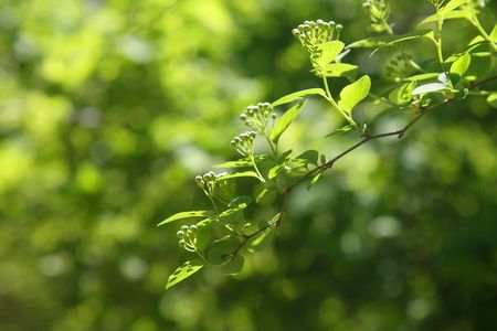 Green sheet on a blured background of foliage