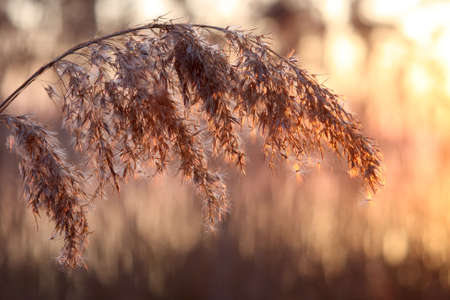 Spring decline on lakeの写真素材
