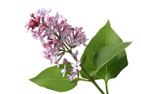 Blossoming branch of a lilac on a white backgroundの写真素材