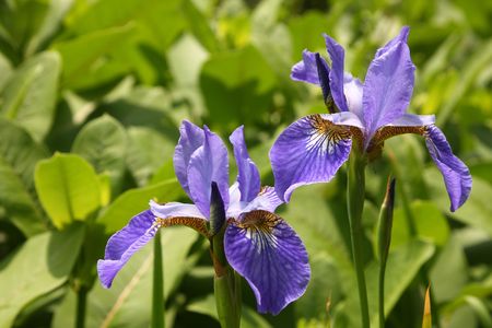 Some colours of an iris close upの写真素材