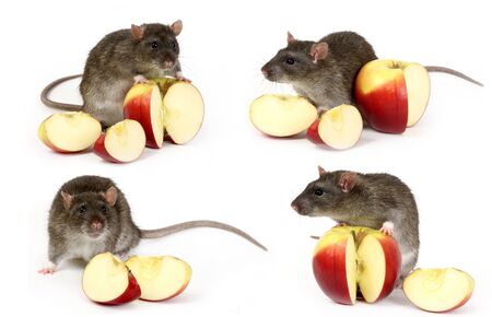 The big grey rat and apples

の写真素材