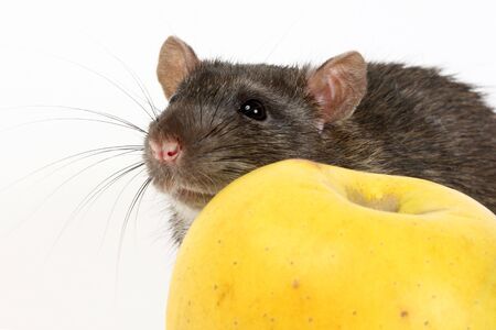 The big grey rat and applesの写真素材