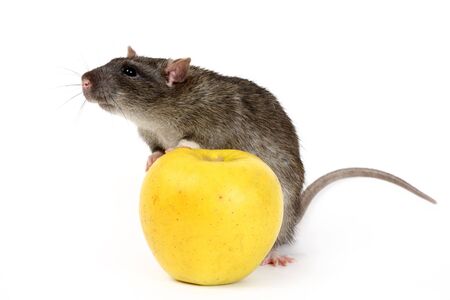 The big grey rat and apples

の写真素材