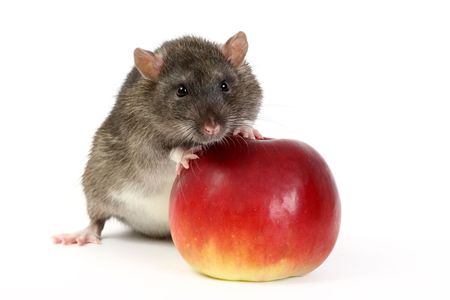 The big grey rat and apples

の写真素材