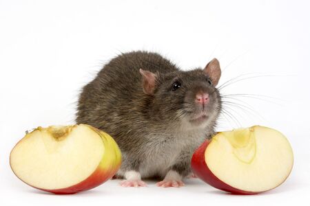 The big grey rat and apples

の写真素材