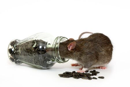 The big grey rat on a white background with sunflower  seedsの写真素材