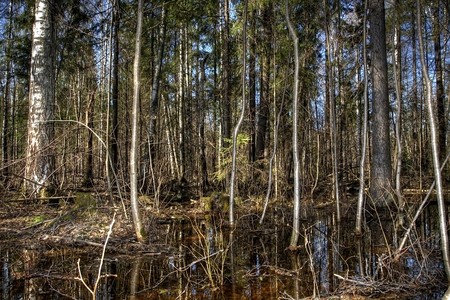 Early spring. The impassable wood thicket flooded with spring waters. Russia, the Udmurt republic.
の写真素材