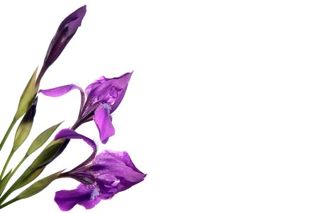 Bouquet of dark blue irises on a white backgroundの写真素材