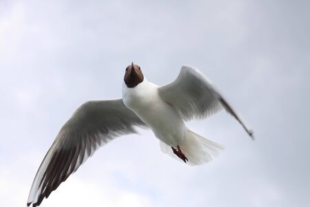Seagulls against the dark blue sky. Summer, a city.の写真素材