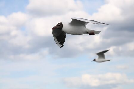 Seagulls against the dark blue sky. Summer, a city.