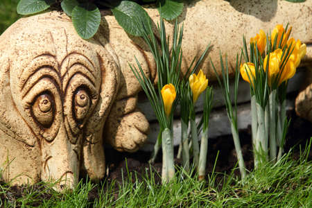 Some multi-colored snowdrops, crocuses , against a green grass.の写真素材