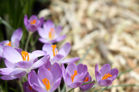 Some multi-colored snowdrops, crocuses , against a green grass.