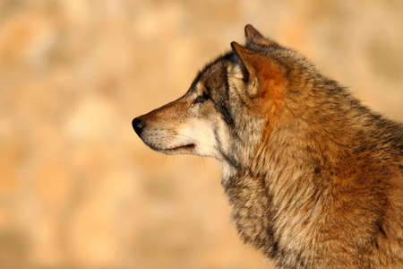 Lonely gray wolf in beams of the coming sun