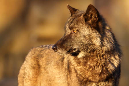 Lonely gray wolf in beams of the coming sun