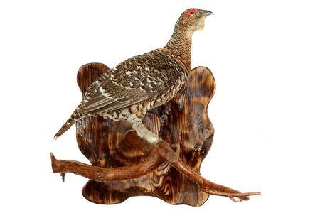 Stuffed animal of a female of a wood-grouse on a dry branch of a pineの写真素材