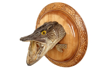 Dried pike head on a round wooden boardの写真素材
