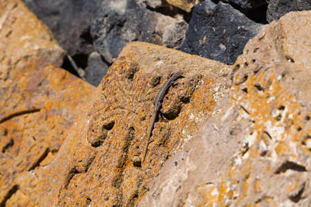 small lizard on an ancient stone about a wall of the old monasteryの写真素材