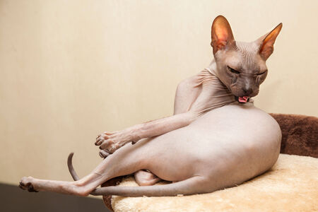 The thoroughbred naked cat a sphinx is lickedの写真素材