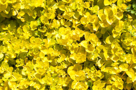 yellow leaves on branches a close upの写真素材