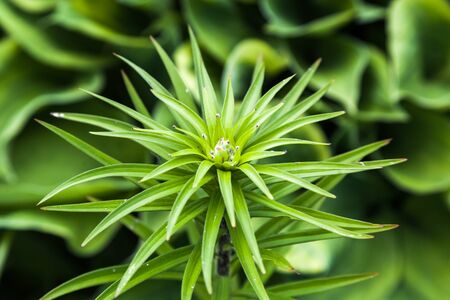 not revealed bud of a flower and leavesの写真素材