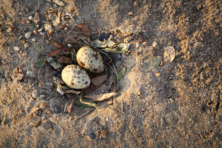 nest of a seagull on sand with two eggs in a speckの写真素材