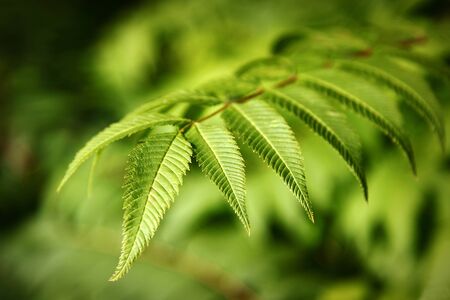 top of green leafs close up