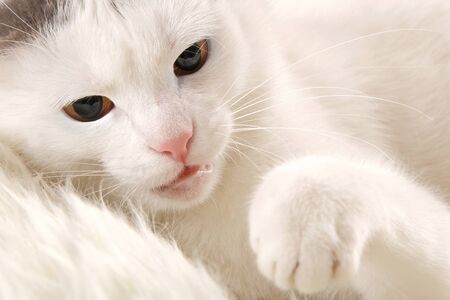 The white cat is protected by a pawの写真素材