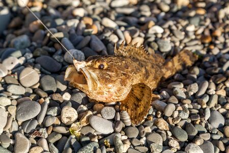 The fish caught on fishing a ruff on a pebble beachの写真素材