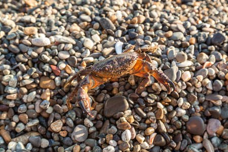 The brown crab walks on a pebble beach