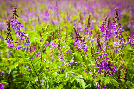 Violet flowers a bird vetch on a meadow