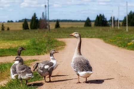 the herd of geese passes across the road in the villageの写真素材