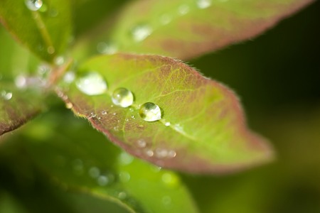 Beautiful fresh leaves with water drops macroの写真素材