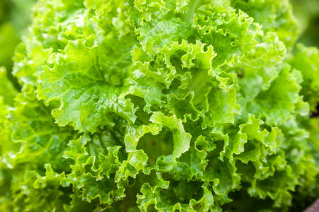 Fresh green salad lettuceの写真素材