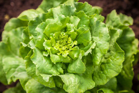 Fresh green salad lettuce