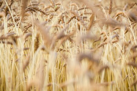 Wheat field close up of ears