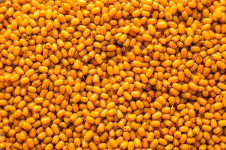 sea-buckthorn berries many close upの写真素材