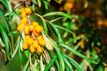 Orange berries of a sea-buckthornの写真素材