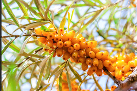 Orange berries of a sea-buckthornの写真素材