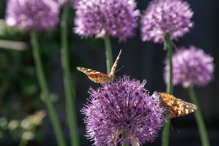 The beautiful butterfly collects nectar from a flower of a decorative bulb.のeditorial素材