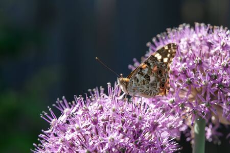 The beautiful butterfly collects nectar from a flower of a decorative bulb.のeditorial素材