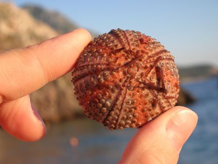 sea-urchin shell from Adriatic seaの写真素材