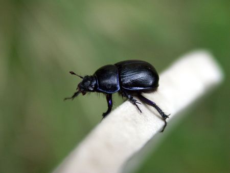 Earth-boring dung beetle keeping its balance on the edgeの写真素材