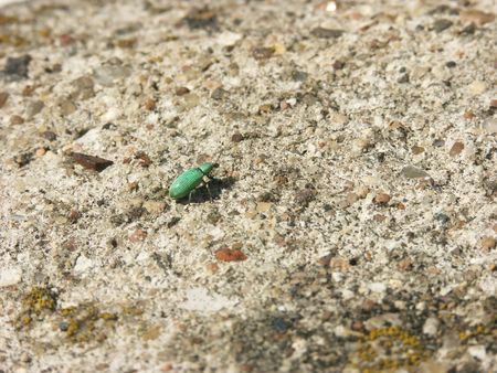 A spot of a small turquoise bug on the large stony groundの写真素材