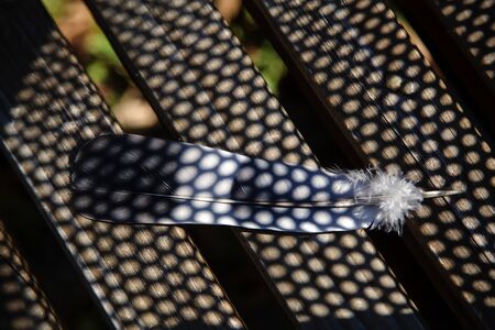 Feather of a bird on a bench in daylightの写真素材