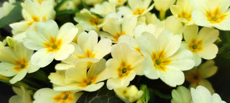 the primrose bush blooms in spring with yellow flowers. high quality photoの写真素材
