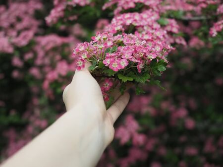 Female hand holding a branch of a beautiful, flowering tree