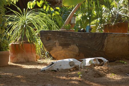 old boat and skulls lying on the sandの写真素材
